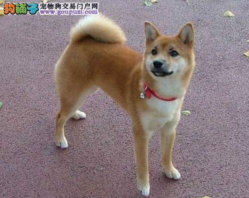 柴犬的关节保健需知