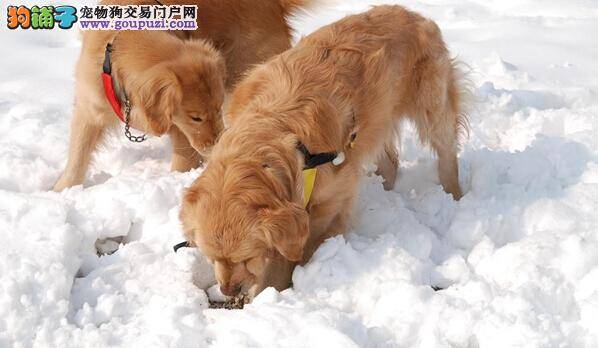 金毛犬顺利度过发情期 主人应该有这样的心理准备