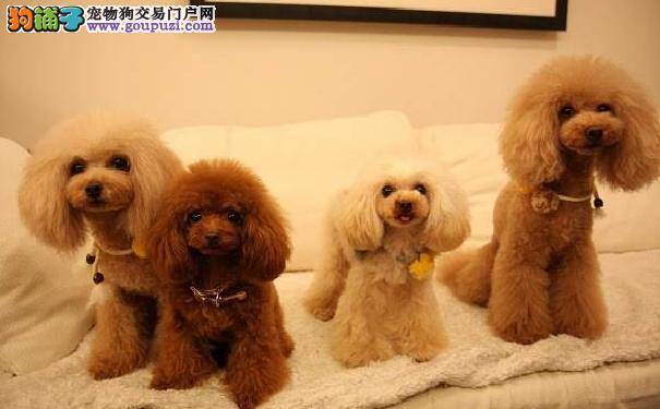 泰迪犬挑食不爱吃饭怎么办 解决泰迪犬挑食有妙招