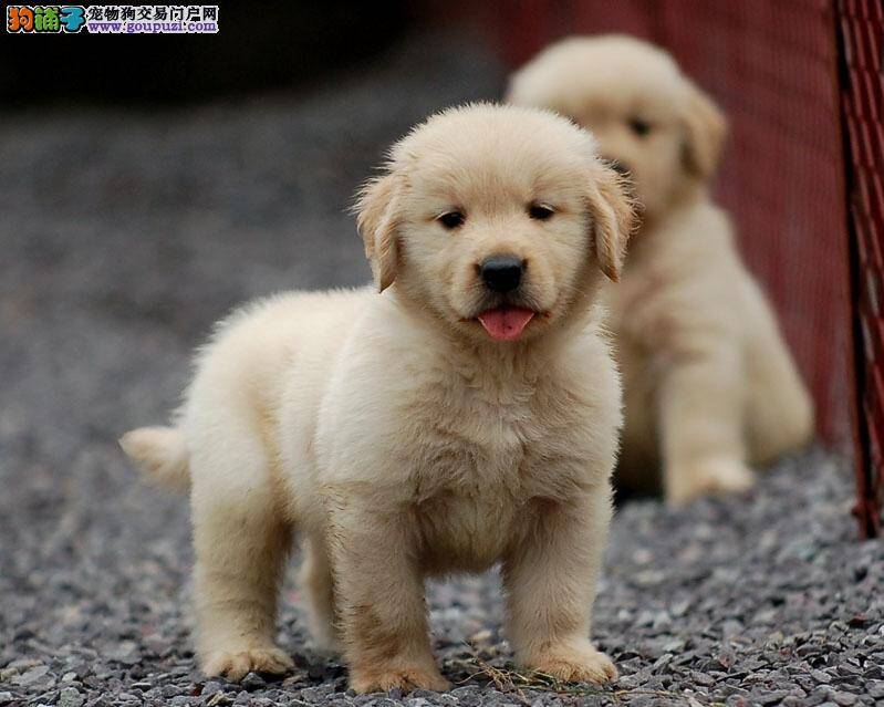 金毛犬最近总是拉稀应如何医治