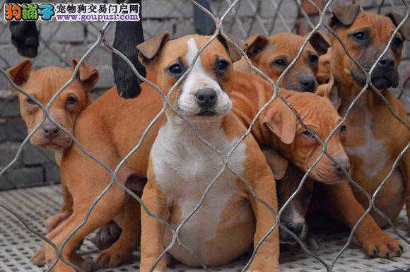 比特犬耳朵里进水，有点发炎没事吧