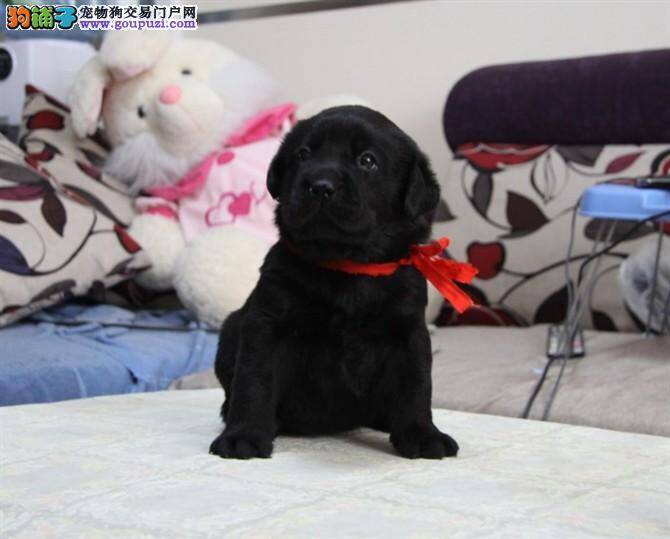 教你掌握挑选拉布拉多犬的正确方法