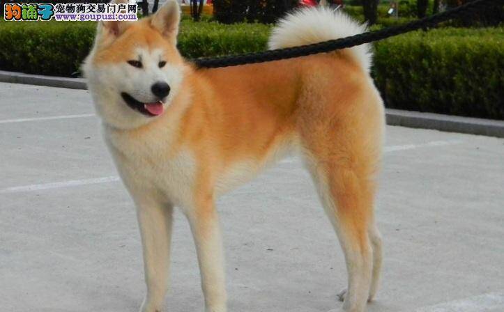 秋田狗狗患上鼻炎怎么办 注意保持环境湿度