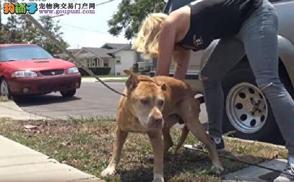 饿到吃石头 主人搬家抛弃狗狗它痴等一年原地徘徊