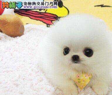 三个半月的博美犬总翻垃圾桶怎么办