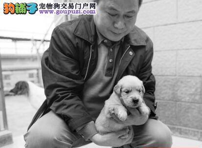 警犬伯乐培育百余只优秀警犬堪称专家