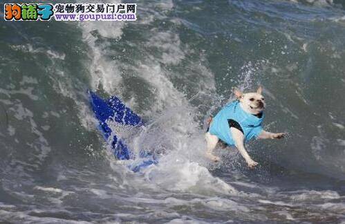 狗狗冲浪大赛在亨丁敦海滩举行 狗狗兴奋不停摇尾巴