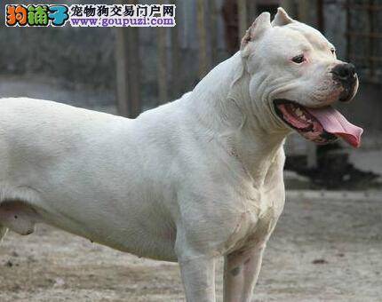 饲养大百科 杜高犬什么时候可以外出散步