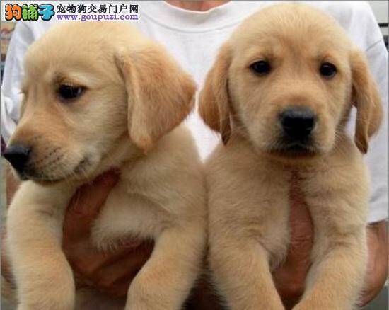 选购拉布拉多犬时要注意的5个要素