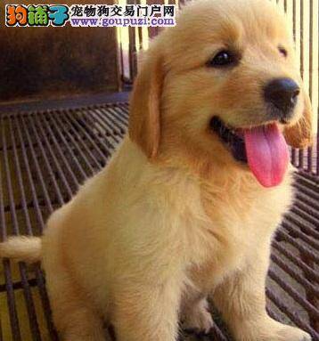金毛犬最佳的喂养方法（下）