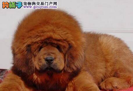 藏獒拉肚子，流鼻涕是生病了吗