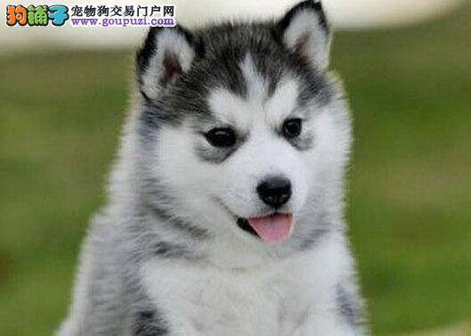 哈士奇患上细小，突然拉稀有血丝用什么药好