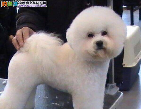 选购健康的比熊犬需要知道的一些常识