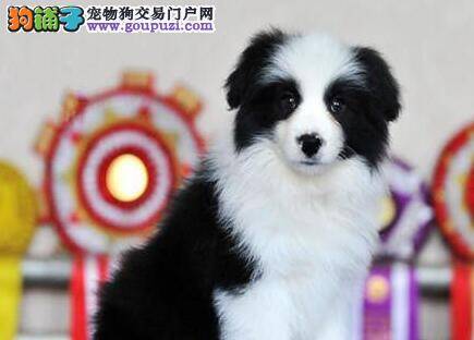 为什么不能让边境牧羊犬吃洋葱