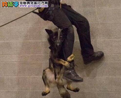 可爱警犬萌萌哒 与主人一起训练动作搞笑