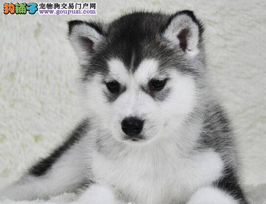 如何改正哈士奇乱叫的毛病