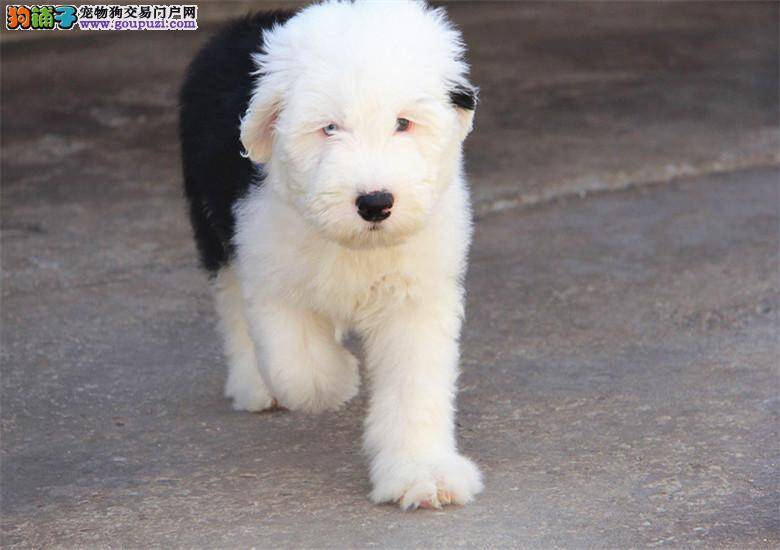 古代牧羊犬疫苗后没精神，呕吐有危险吗