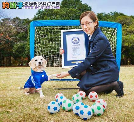 超级足球狗狗一分钟可捕获14个球刷新吉尼斯世界纪录