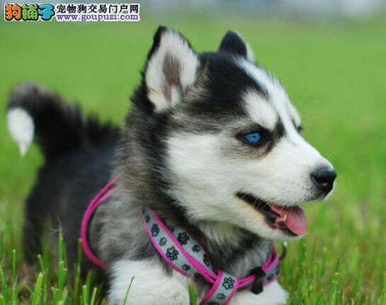 哈士奇患上细小，呕吐拉血应如何治疗