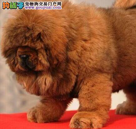 藏獒身上有很多皮屑而且全身痒是怎么了