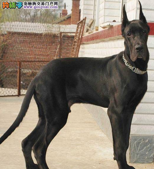 身型高大的大丹犬