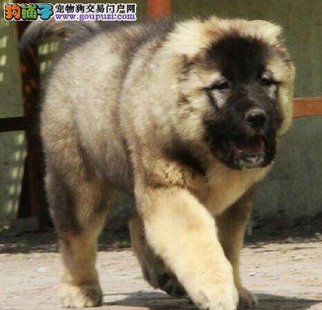 怎样非常有效率的与高加索犬一起遛弯