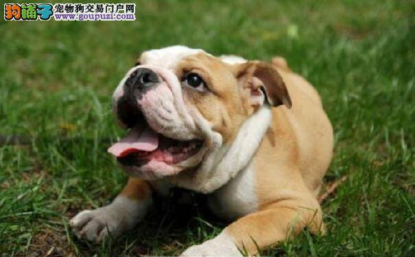 两个月沙皮狗吃多少  沙皮犬幼犬的喂养知识