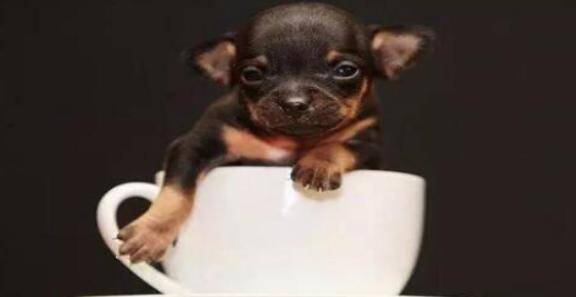 奶萌可爱的茶杯犬，在饲养上需要注意哪些问题呢？