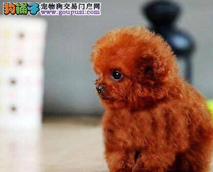 简单美容效果更好 泰迪犬的日常美容要怎样做