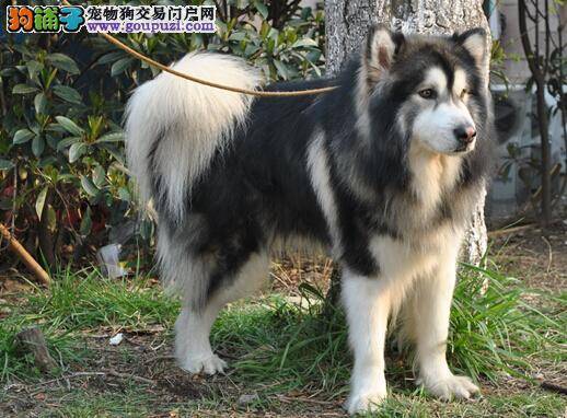 评定阿拉斯加犬性格的客观标准测试