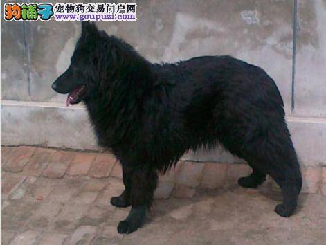 比利时牧羊犬总喜欢咬人是怎么了，该怎么办