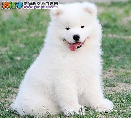 健康的才是最好的 怎样保持萨摩耶的体型正常