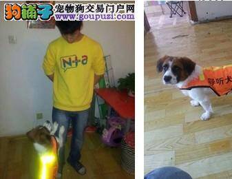 大连训犬爱好者将流浪狗训成导听犬帮助听障者