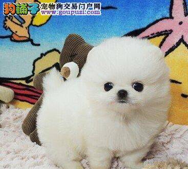 细小康复后博美犬吐了，没事吧