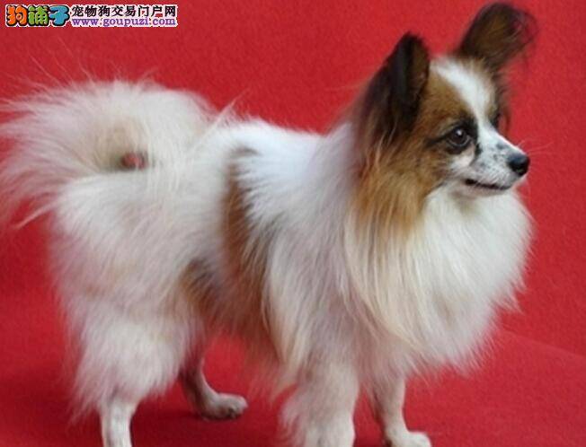 健康医学常识 蝴蝶犬患上皮癣的症状及防治方法