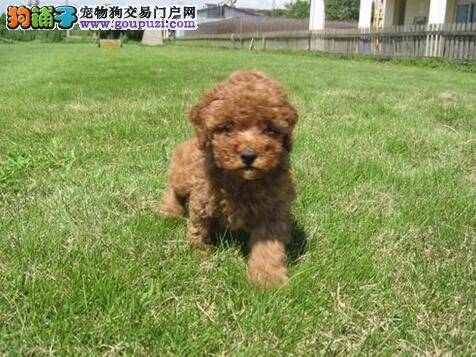 疾病预防和护理 贵宾犬的腰椎间盘突出怎样防治