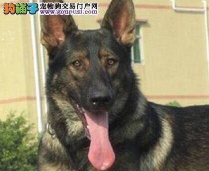 科学护理毛发 让昆明犬成为犬中一枝花