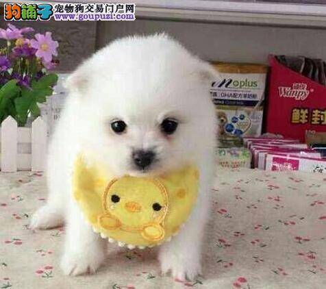 急救 我家博美犬拉稀便和白色虫子