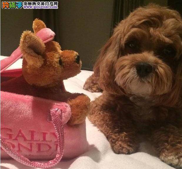 常常抱着泰迪犬不好 给泰迪吃零食爱它却是在害它