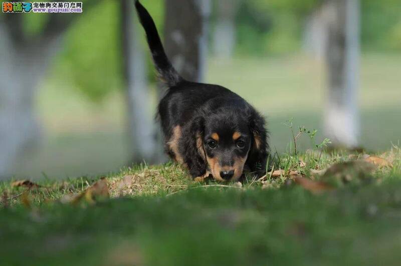 选购腊肠犬你需要格外用心的地方