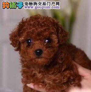 想买贵宾犬，给你打个预防针