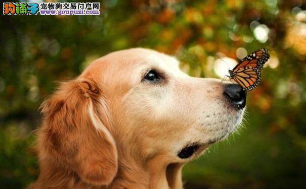 如何喂养金毛犬？