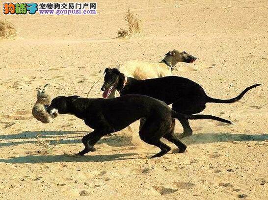 喂养狗狗也需黄金搭档 介绍格力犬幼犬的喂养法则