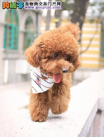 给贵宾犬洗澡时不可忽视的四个方面