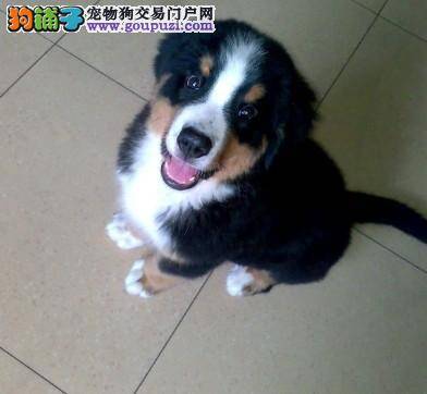疫苗一周后的伯恩山犬可以洗澡吗