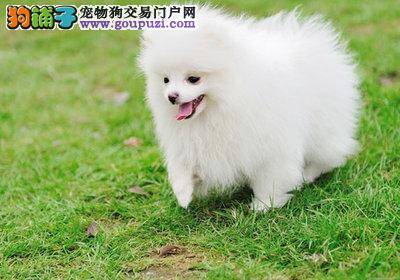 主人怎么科学健康的帮助博美犬度过盛夏