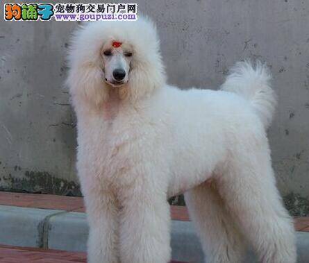 选购贵宾犬要看狗狗各个方面是否达标