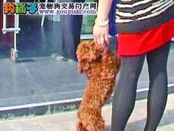 “自来熟”的泰迪犬是谁的？给狗狗做个“亲子鉴定”