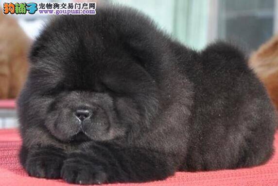 松狮犬出现呕吐现象的时候我们应该怎么办