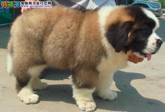 圣伯纳犬吃东西一直都很挑怎么纠正